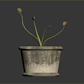 Potted Plant with Green Leaves and Orange Flowers in Textured Clay Pot with Reflection