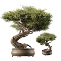 Small and Large Bonsai Trees with Twisted Trunks and Green Leaves in Ceramic Pots