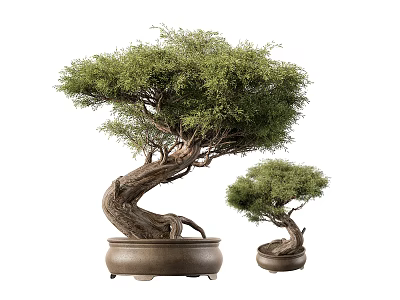 Small and Large Bonsai Trees with Twisted Trunks and Green Leaves in Ceramic Pots 3d model