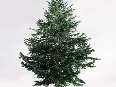 Tall Lush Evergreen Arbor With Dense Green Foliage And Thick Branches 3d model