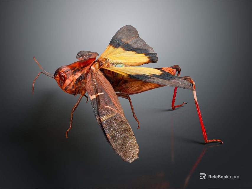 Vibrant Red And Yellow Reptile With Red Legs On Dark Background Close Up 3d model 