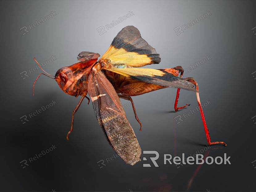 Modern grasshopper grasshopper insect cartoon locust model