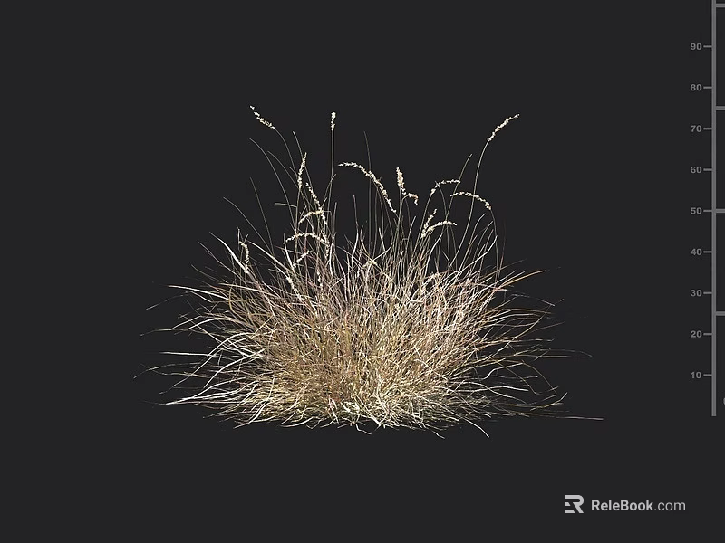 Golden and Light Brown Grass Plant on Black Background with Measurement Ruler 3d model 