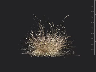 Golden and Light Brown Grass Plant on Black Background with Measurement Ruler 3d model