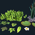 Fresh Green Grass Reeds Lily Pads And White Flower In Natural Setting