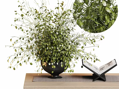 Lush Green Bonsai Potted Plant With Spreading Foliage On Wooden Table And Open Book Decoration 3d model