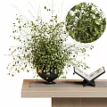 Lush Green Bonsai Potted Plant With Spreading Foliage On Wooden Table And Open Book Decoration
