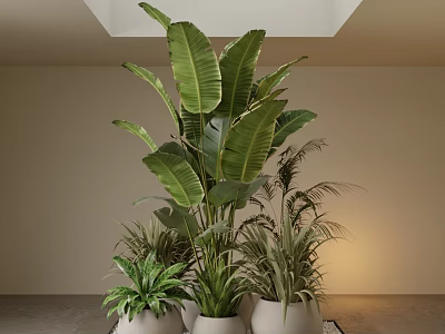 Multiple Large Leafy Indoor Potted Plants In White Ceramic Pots 3d model