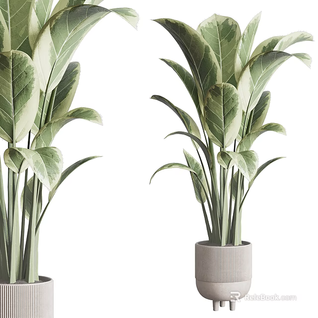 Variegated Leaf Indoor Potted Plants In Textured Gray Ceramic Pots 3d model 
