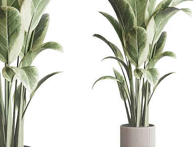 Variegated Leaf Indoor Potted Plants In Textured Gray Ceramic Pots 3d model