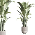 Variegated Leaf Indoor Potted Plants In Textured Gray Ceramic Pots