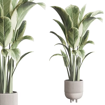 Variegated Leaf Indoor Potted Plants In Textured Gray Ceramic Pots 3d model