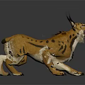 Orange Spotted Lynx with Long Tufted Ears Roaring in Crouching Stance on Gray Background