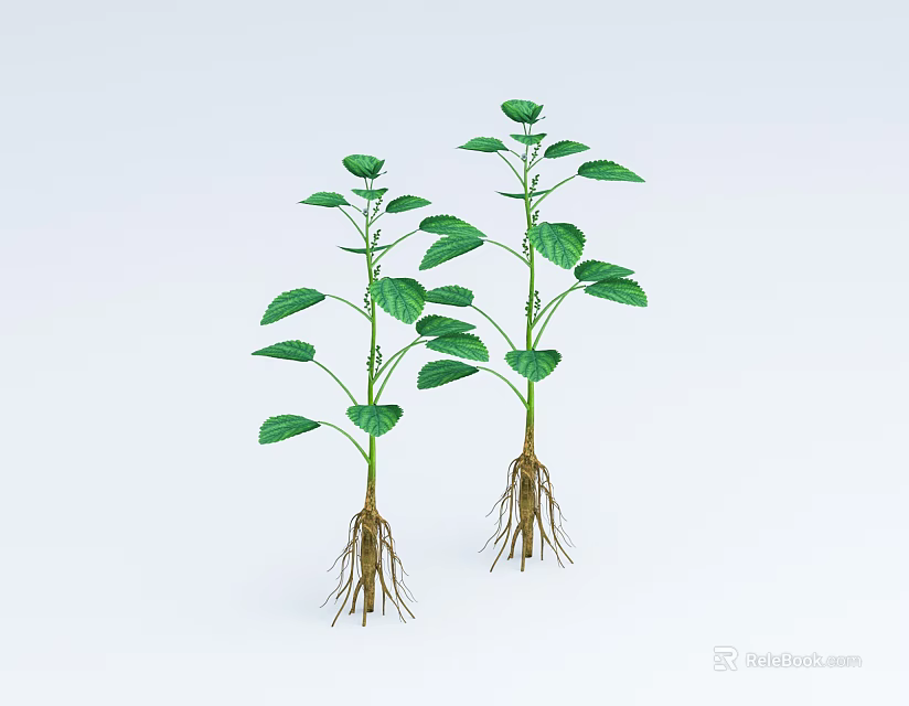 Two Green Plants with Lush Leaves and Visible Roots on White Background 3d model 