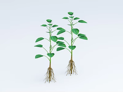 Two Green Plants with Lush Leaves and Visible Roots on White Background 3d model