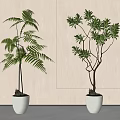 Decorative Bonsai Plants Featuring Fern and Leafy Greenery in White Planters