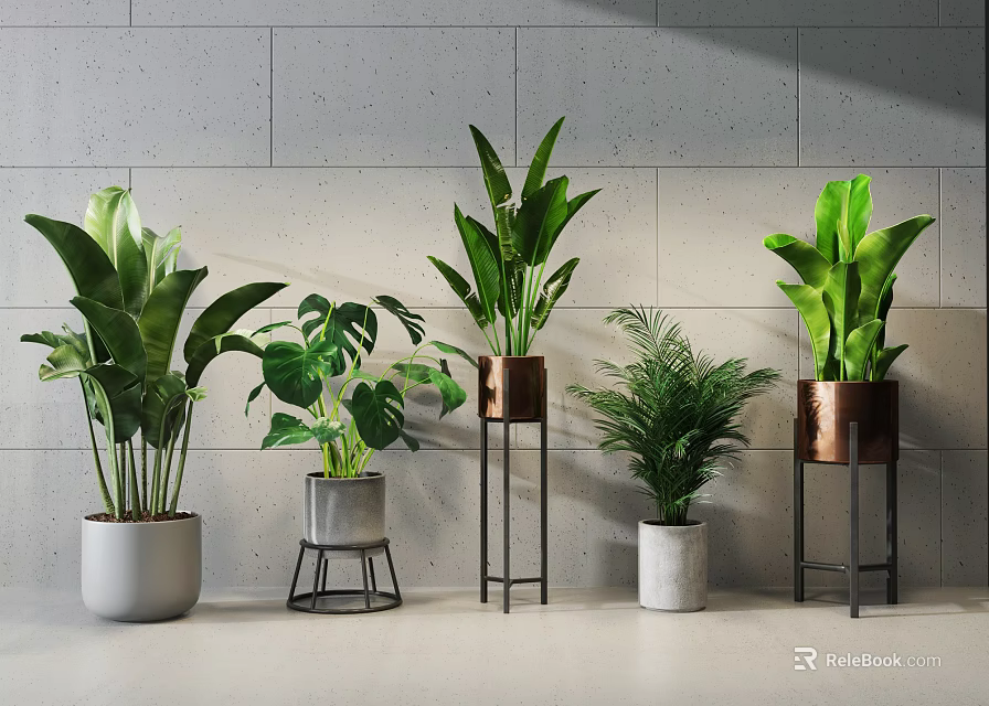 Stylish Bonsai Potted Plants With Green Foliage Metal Stand And Ceramic Planters Against Grey Wall 3d model 