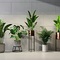 Stylish Bonsai Potted Plants With Green Foliage Metal Stand And Ceramic Planters Against Grey Wall