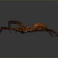 Close Up View Of Large Brown Spider On Gray Background With Long Legs
