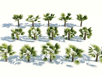 Modern Palm Tree 3d model