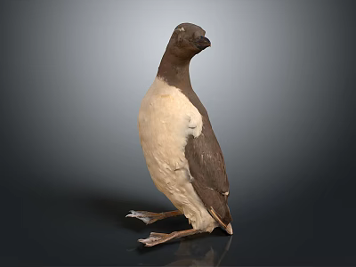 Brown and White Flying Seabird Standing Upright on Dark Background with Natural Plumage 3d model