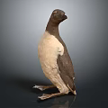 Brown and White Flying Seabird Standing Upright on Dark Background with Natural Plumage