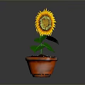 Beautiful Sunflower Plant in Terracotta Pot with Green Leaves and Yellow Petals