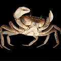 Natural Coastal Habitat Scene Showing Brown Crab With Detailed Claws And Legs