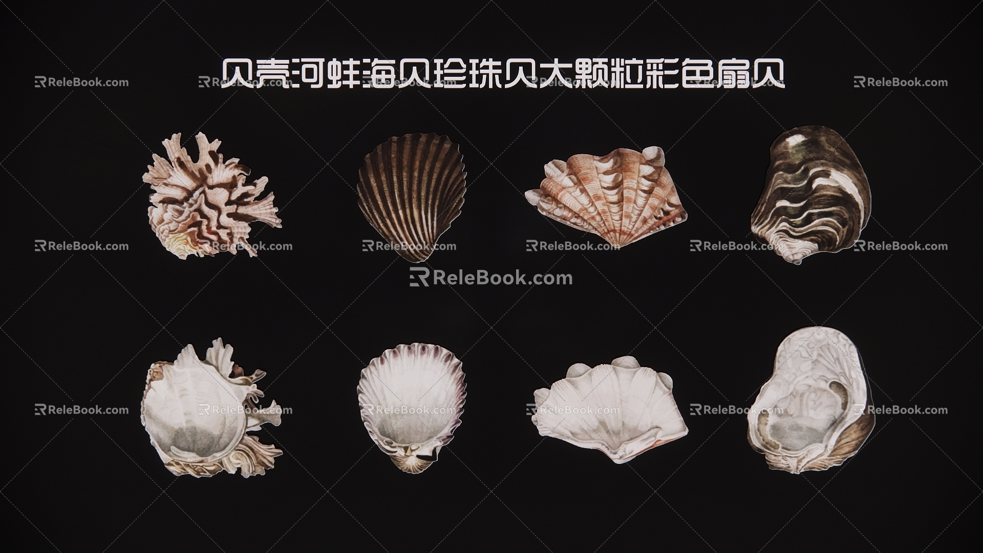 2D shell mussel sea shellfish pearl shellfish large particle color scallop 3d model