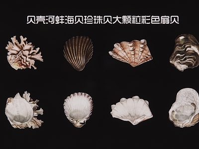 2D shell mussel sea shellfish pearl shellfish large particle color scallop 3d model