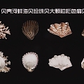 2D shell mussel sea shellfish pearl shellfish large particle color scallop 3d model