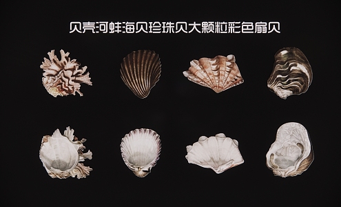 2D shell mussel sea shellfish pearl shellfish large particle color scallop 3d model