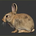 Realistic Rabbit Statue With Brown Fur Long Ears Red Eyes White Whiskers And Black Background