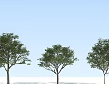 Modern Tree Pu Tree 3d model