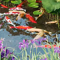 Lotus Flowers and Water Plants in Garden Pond with Koi Fish Rocks and Colorful Blooms