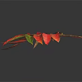 Plant with Vibrant Red and Green Leaves on Two Branches Dark Background