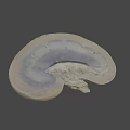 Human Liver Anatomical Model With Smooth Surface For Medical Study And Education 3d model