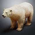 Modern polar bear 3d model