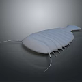 White Trilobite 3D Model On Dark Background With Segmented Exoskeleton And Long Antennae 3d model