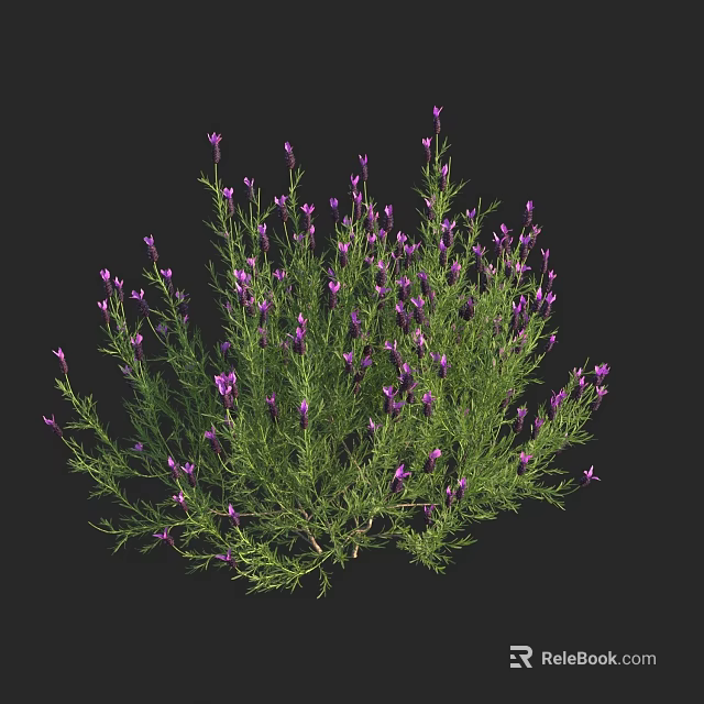 Lush Lavender Bush With Purple Flowers And Green Foliage In Full Bloom 3d model 