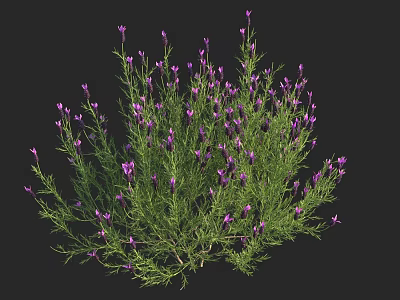 Lush Lavender Bush With Purple Flowers And Green Foliage In Full Bloom 3d model