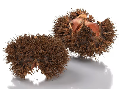 Ripe Fresh Chestnuts With Spiky Husks And Exposed Inner Nuts In Natural State 3d model