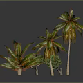 Lush Green Palm Trees And Various Tropical Plants With Vibrant Leaves
