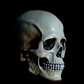 Detailed Human Skull Anatomical Model Medical Equipment For Teaching And Research