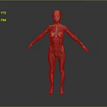 Human Anatomical Model Displaying Detailed Muscular Structure Of Limbs And Torso