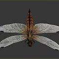 Orange Red Dragonfly With Transparent Wings Detailed Texture On Dark Background 3d model