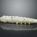 White Silkworm Pupa With Yellow Spots And Small Bottom Protrusions On Gray Background With Reflection 3d model