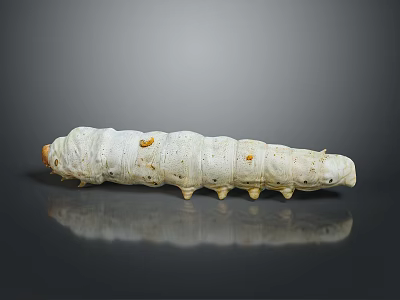 White Silkworm Pupa With Yellow Spots And Small Bottom Protrusions On Gray Background With Reflection 3d model