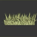 Yellowish Green Grass with Slender Leaves in Clump Growth on Dark Background with Reflection