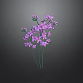 Beautiful Blooming Purple Small Flowers with Green Stems on Dark Background
